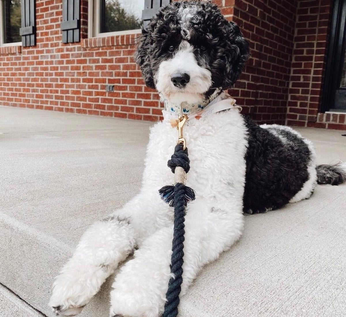PAWSOME PETS NEW YORK - ROPE LEASH - EMERALD