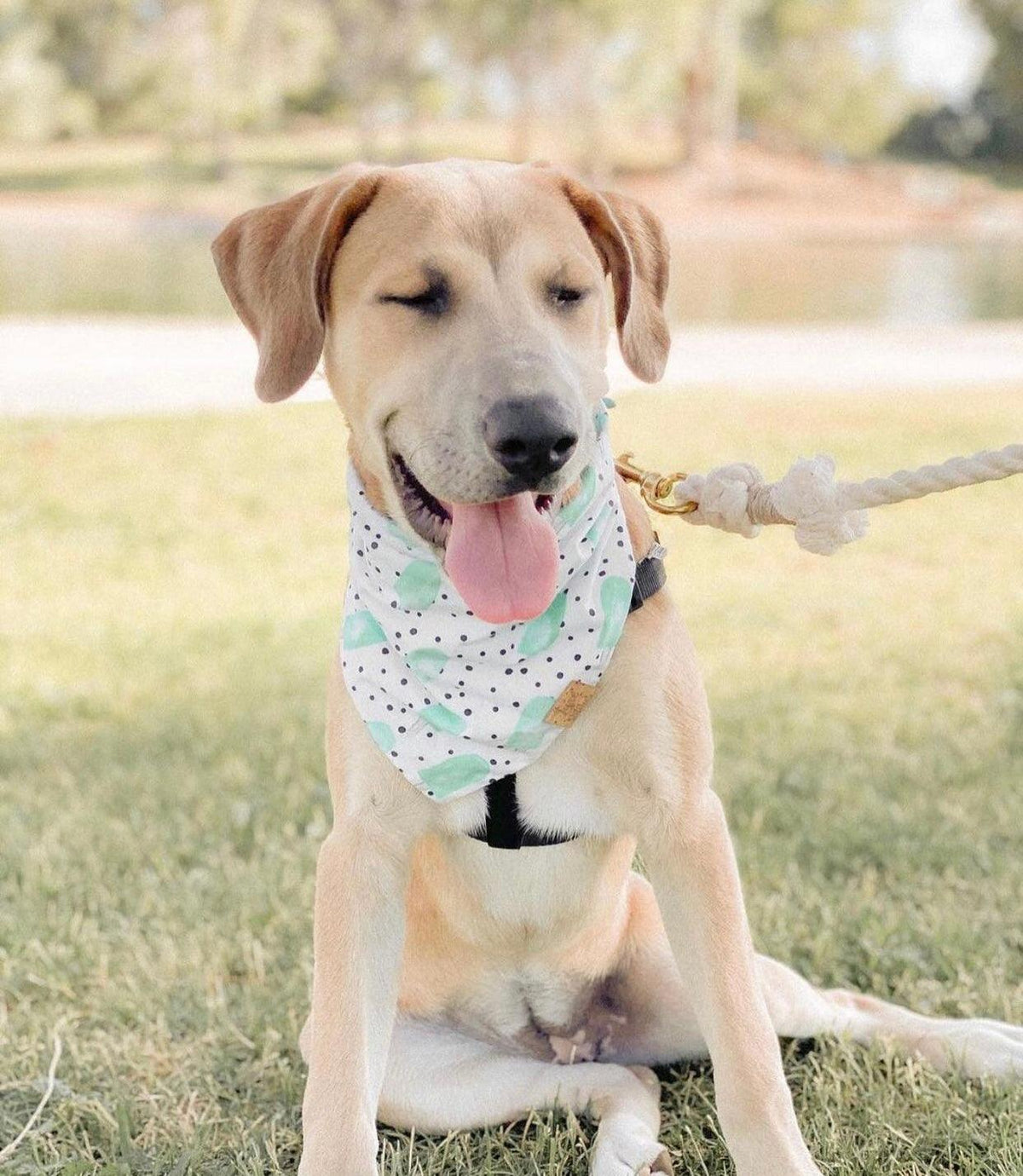 PAWSOME PETS  NEW YORK ROPE LEASH - NATURAL