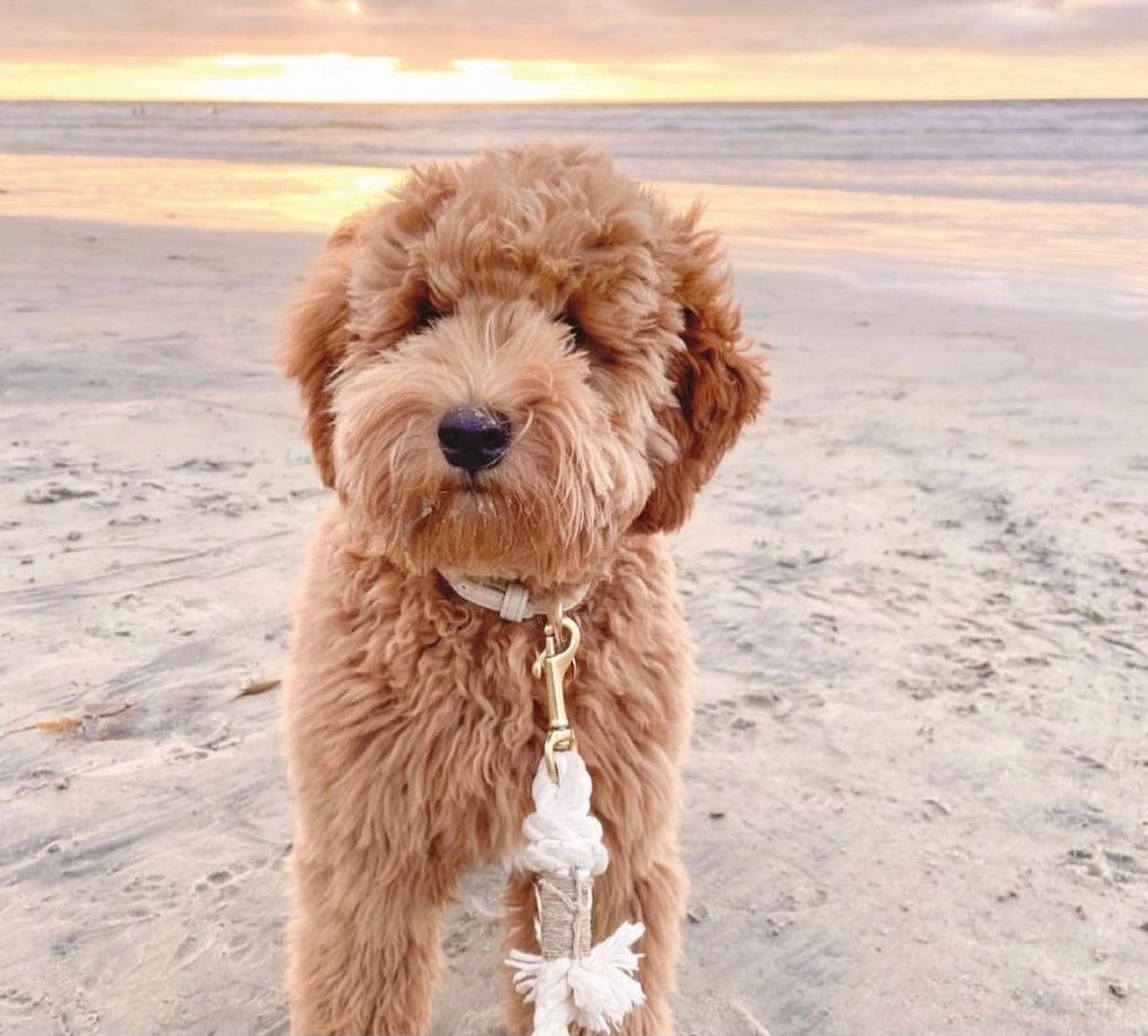 PAWSOME PETS  NEW YORK ROPE LEASH - NATURAL