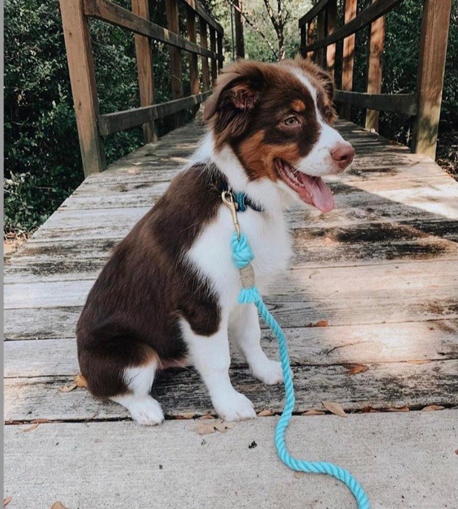 PAWSOME PETS NEW YORK ROPE LEASH - UNICORN