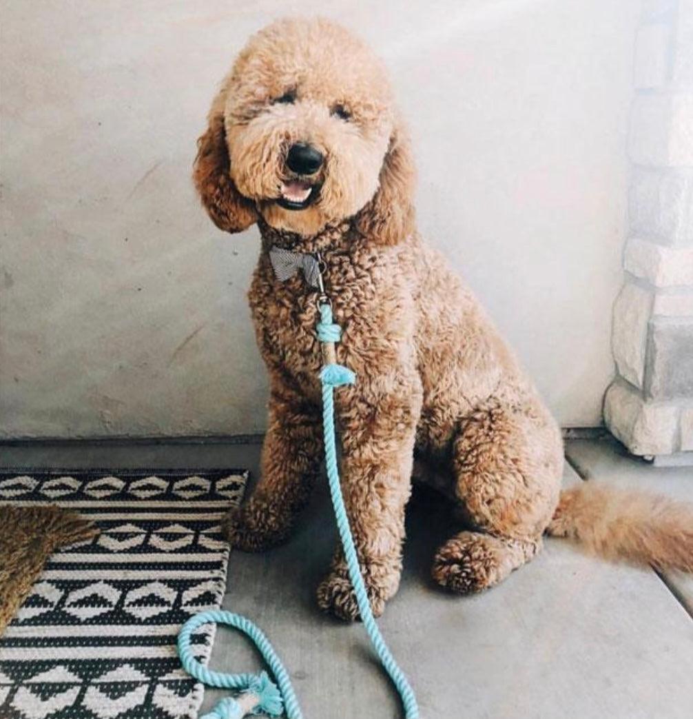 PAWSOME PETS NEW YORK ROPE LEASH - UNICORN