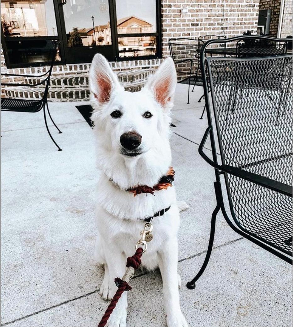 PAWSOME PETS NEW YORK ROPE LEASH - SUNSET