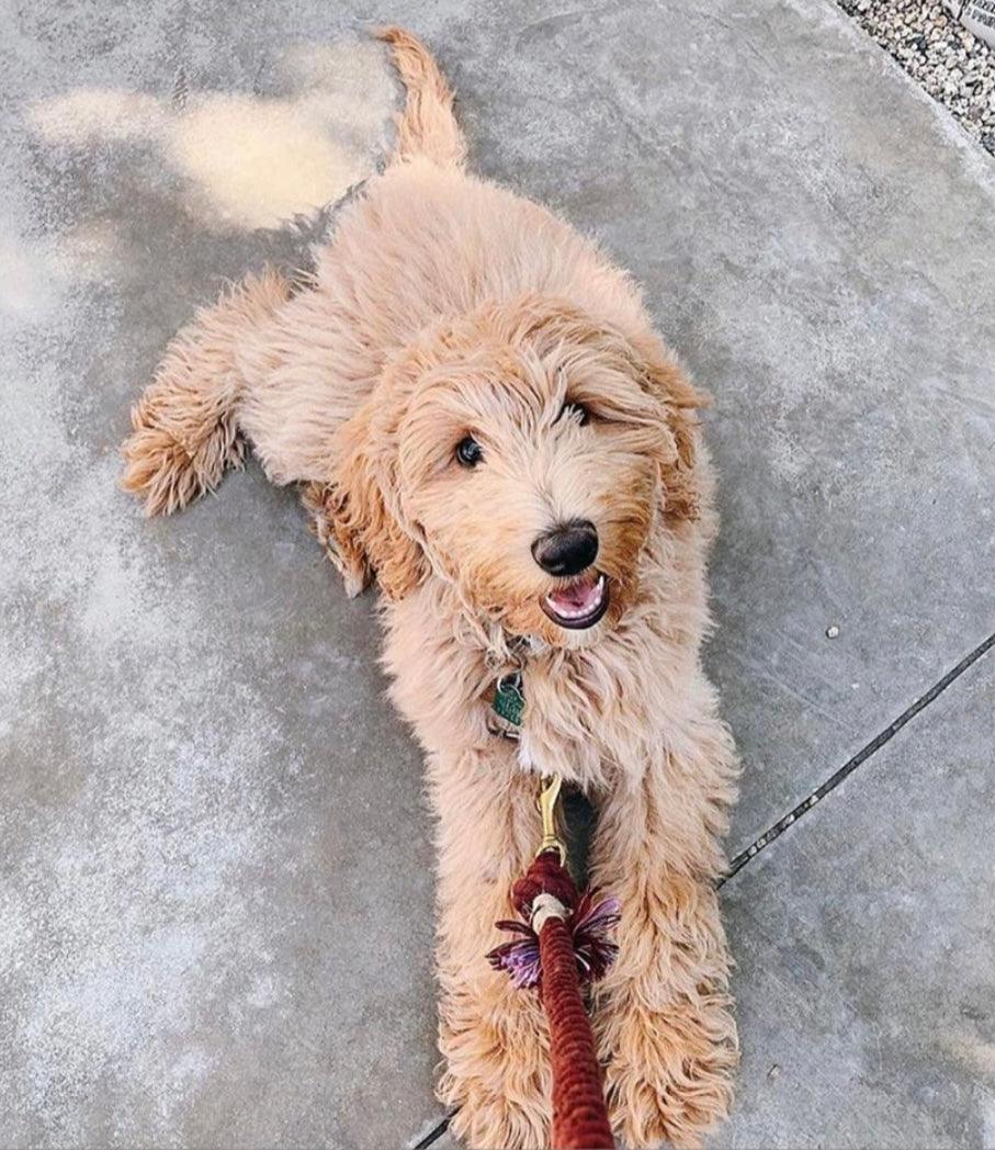 PAWSOME PETS NEW YORK ROPE LEASH - SUNSET