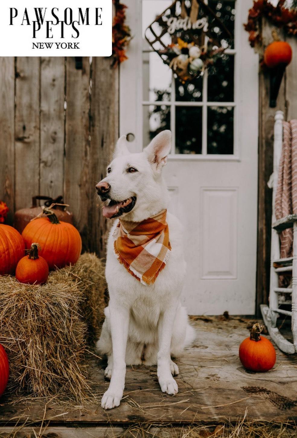 PAWSOME PETS NEW YORK - BANDANA - PUMPKIN