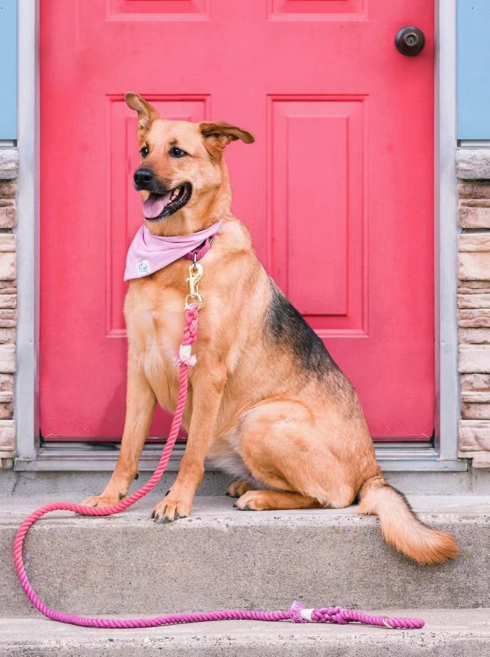 PAWSOME PETS Hands Free Rope Leash and Luxe Royal Leather Collar Bundle - Bubble