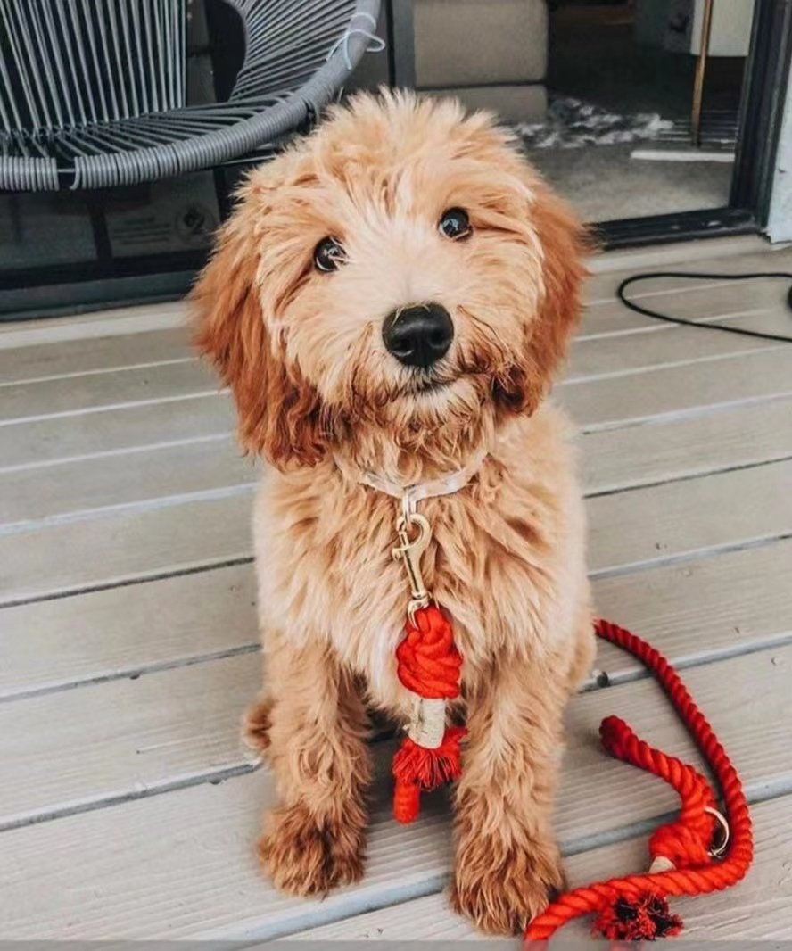 PAWSOME PETS Hands Free Rope Leash and Luxe Royal Leather Collar Bundle - Strawberry Love